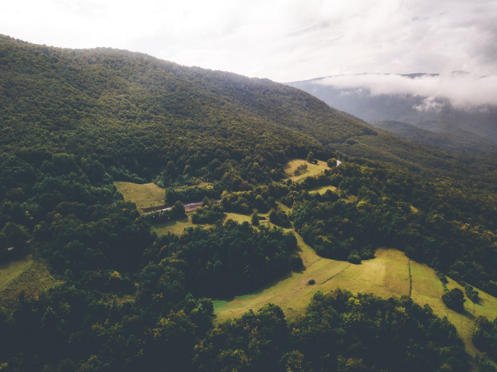 Vista a volo d'uccello della foresta verde durante il giorno