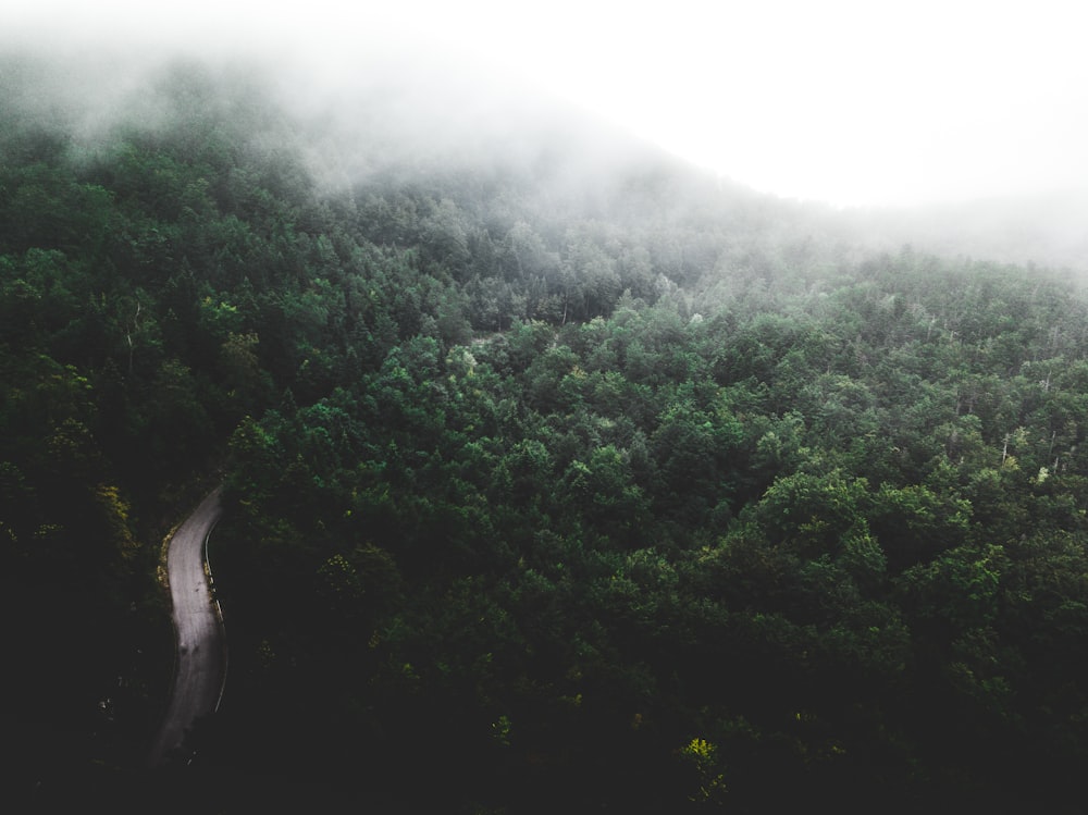 landscape photography of rain forest