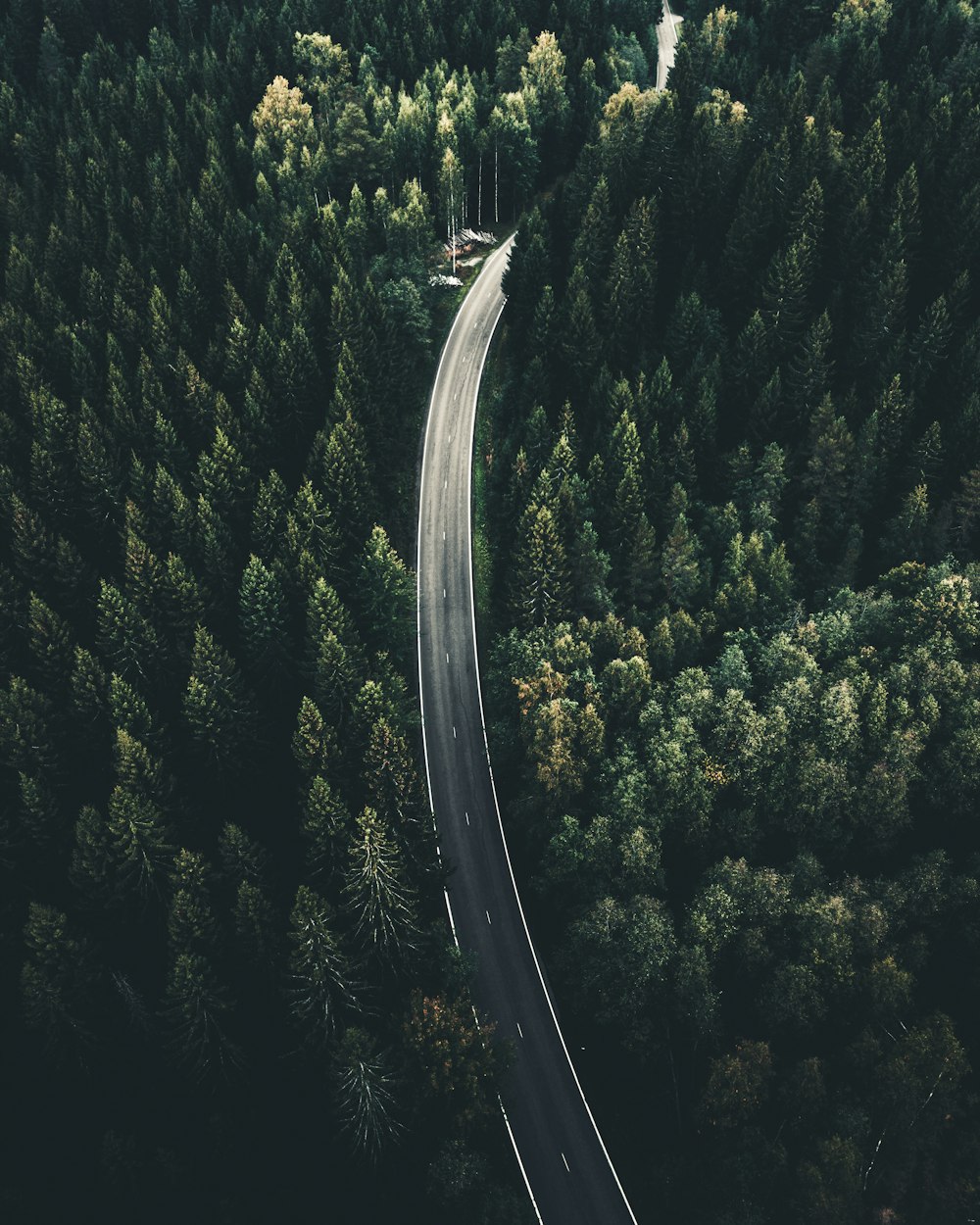 Photographie de vue aérienne de la route entre les palmiers