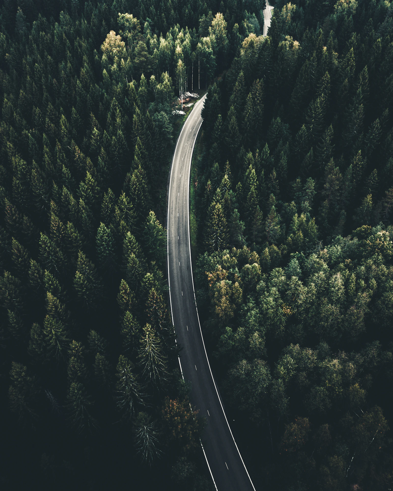 Aerial view of a road cutting between palm trees