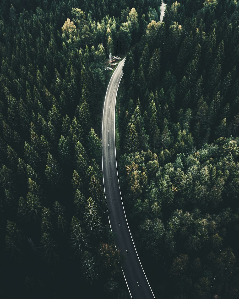 1000+ Forest Road Pictures | Download Free Images on Unsplash