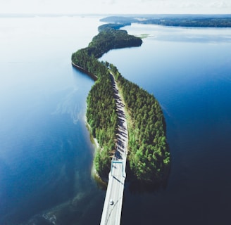 bird's eye view photography of asphalt road in between pine trees