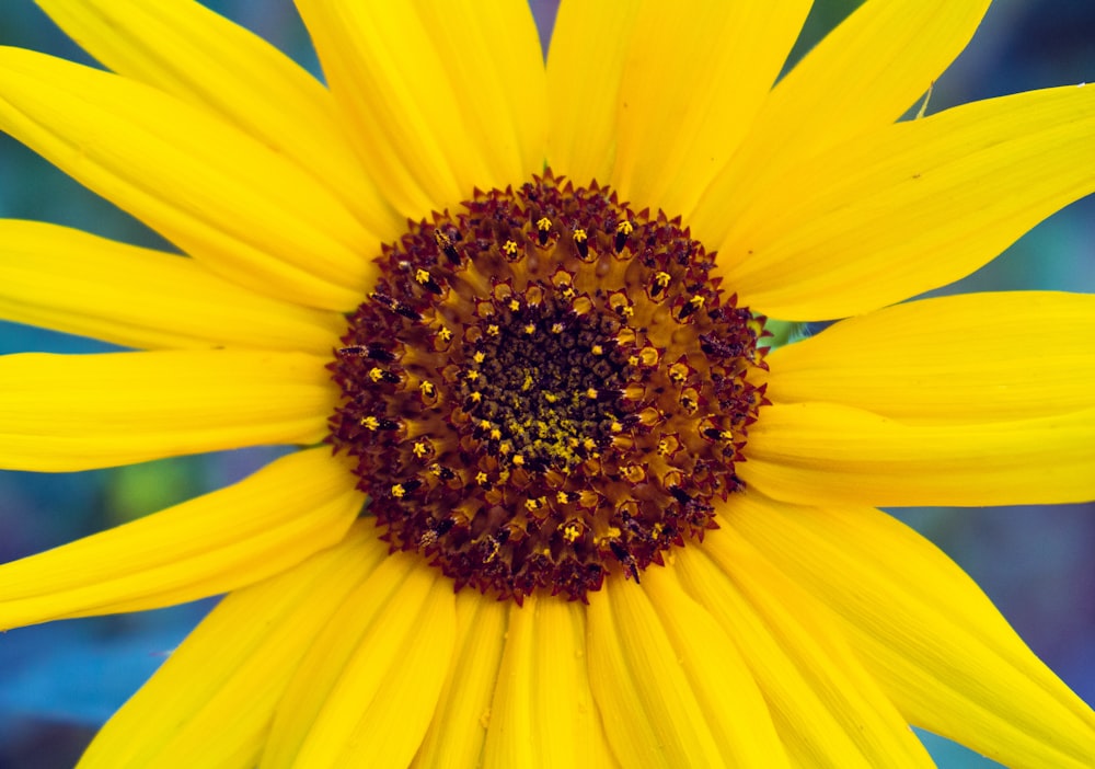 close up photo of sunflower