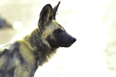 A close-up profile view of an African wild dog with distinctive large ears, mottled fur in shades of black, brown, and cream, and an alert expression. The background is blurred, emphasizing the animal's features.