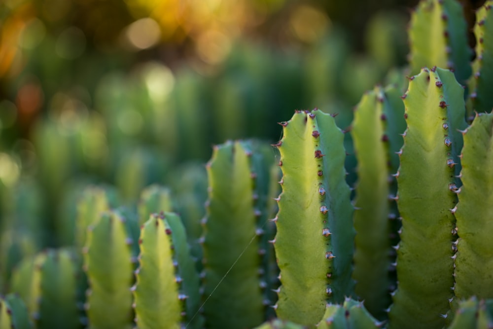 Fotografía de primer plano de cactus