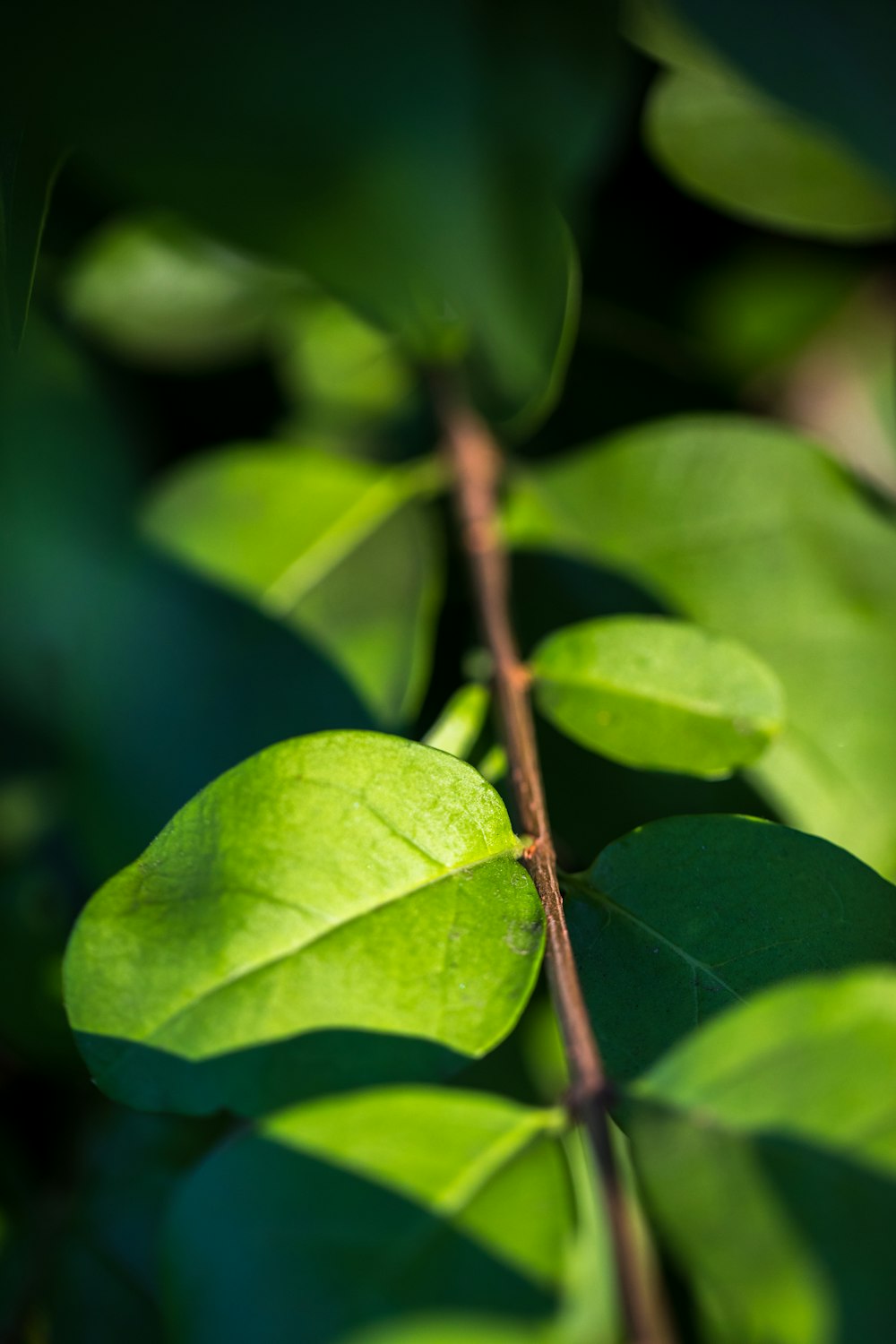 selective focus photography of green leafed plant