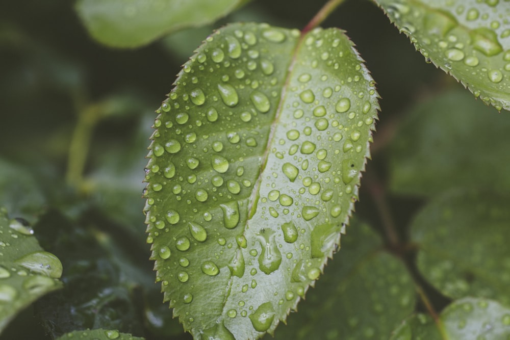 selective focus photography of green leaf plant