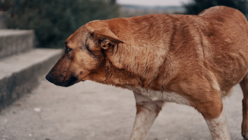 chien brun debout près de l’escalier