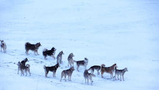 pack of wolves in snow in Seefeld Austria