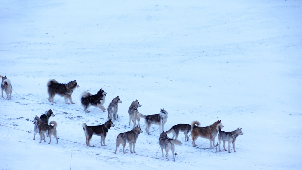 pack of wolves in snow