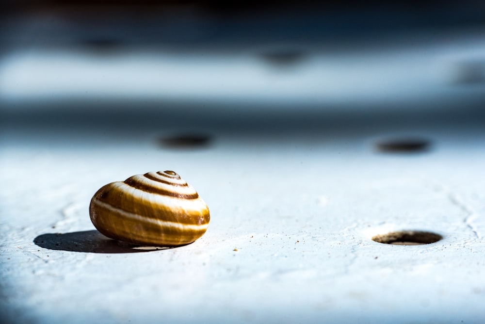 brown seashell on gray surface in closed-up photo