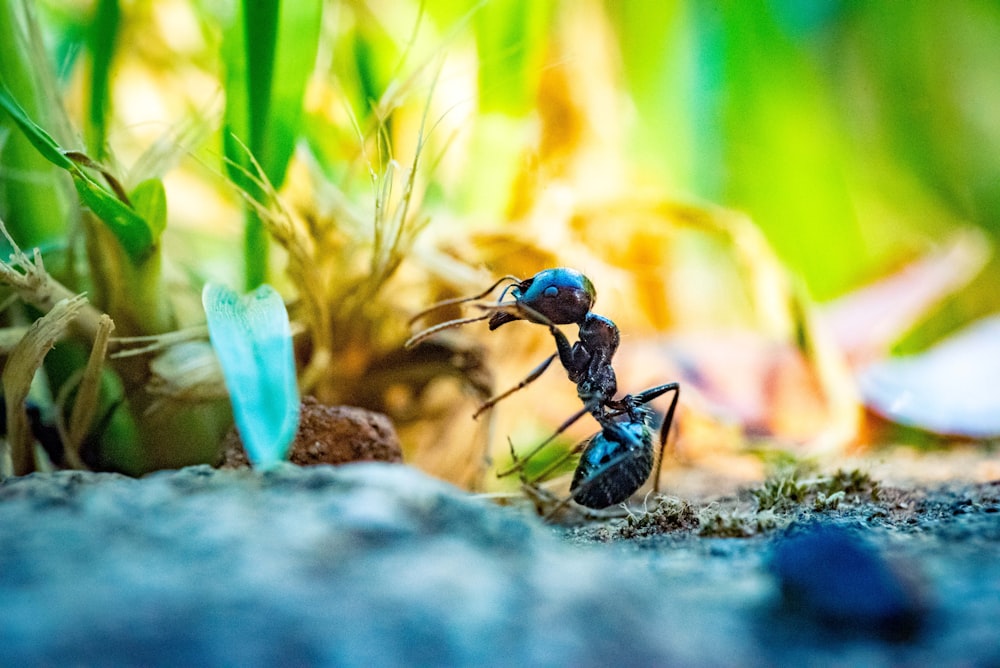 Foto de primer plano de hormiga negra frente a la planta