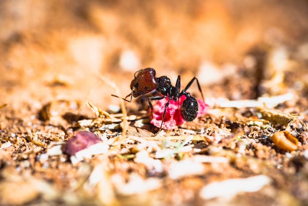 macro shot photography of black ant