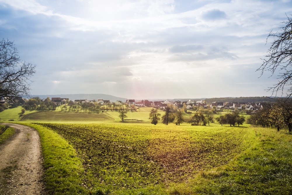 trees growing on grass field at daytime\