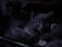 A group of dark-furred kittens huddled together in a dimly lit environment. The central focus is on one kitten in the foreground with strikingly bright eyes gazing forward. The overall setting is shadowy, adding a mysterious and cozy atmosphere.