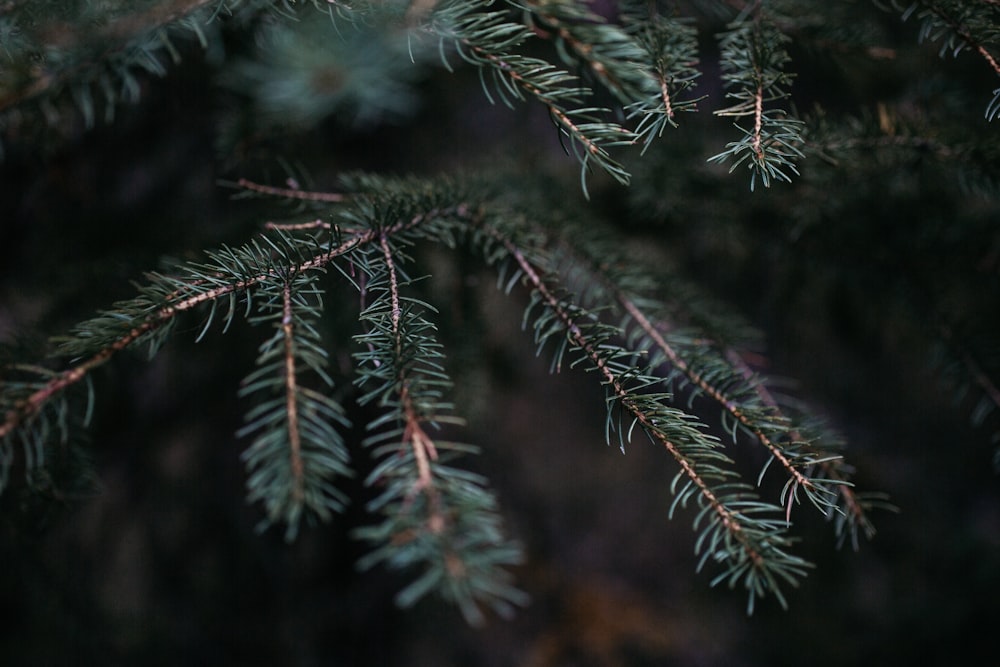 shallow focus photography of green leafed tree during daytime