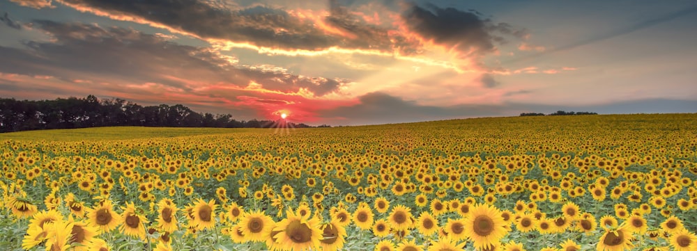 sunflower field during daytime