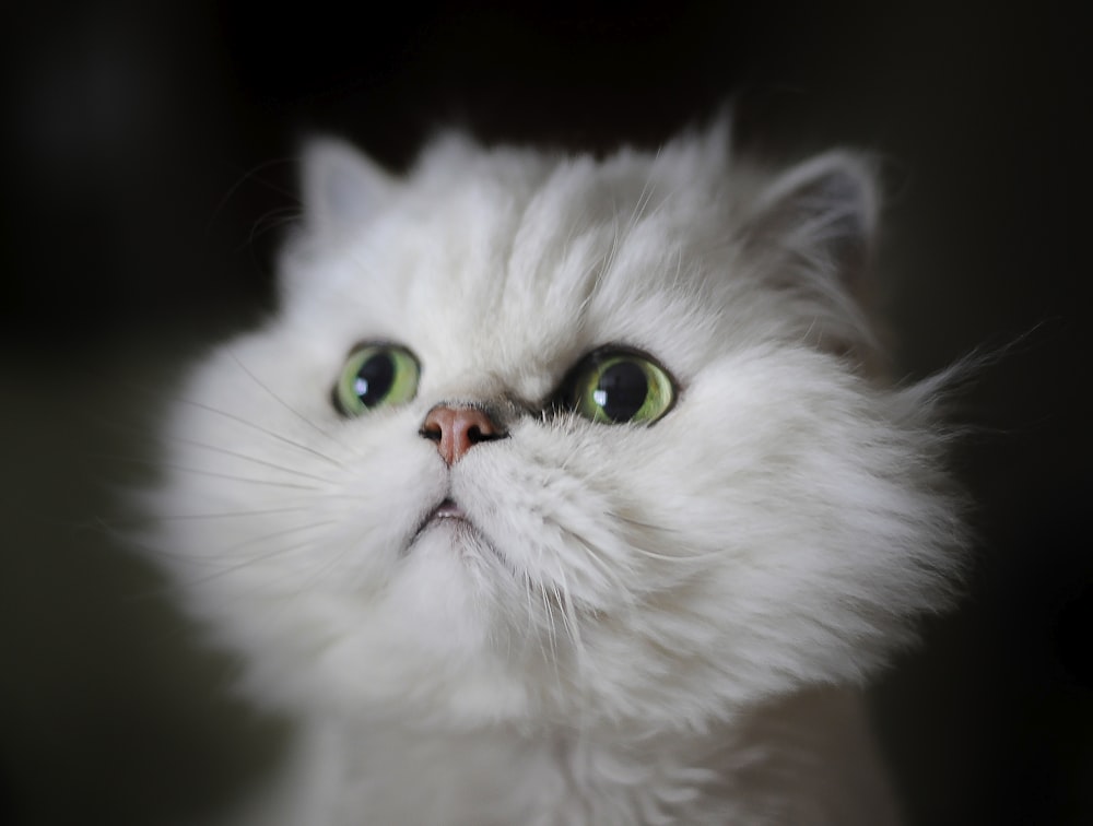 흰 고양이 얕은 초점 사진