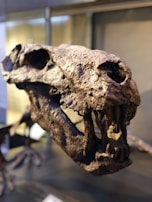 Hands holding a small, intricately printed dinosaur skull replica with visible texture details.