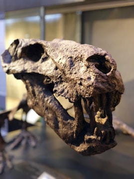 A close-up of a dinosaur fossil skull displayed in a museum, featuring intricate details and sharp teeth. The texture of the fossil is rugged and earthy, indicating its ancient origin.