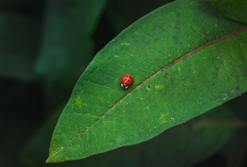 A vibrant red ladybug is perched on a large, textured green leaf. The leaf is detailed with visible veins and a slightly weathered look, adding a natural and organic feel. Surrounding the leaf are blurred dark green backgrounds that enhance the focus on the ladybug.