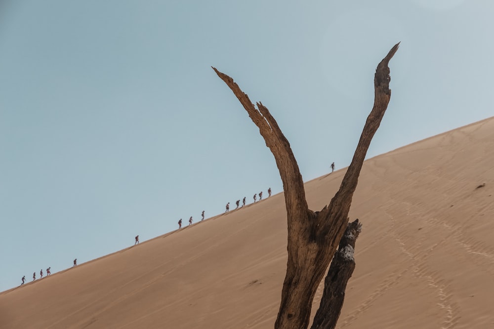 group of person walking on sand