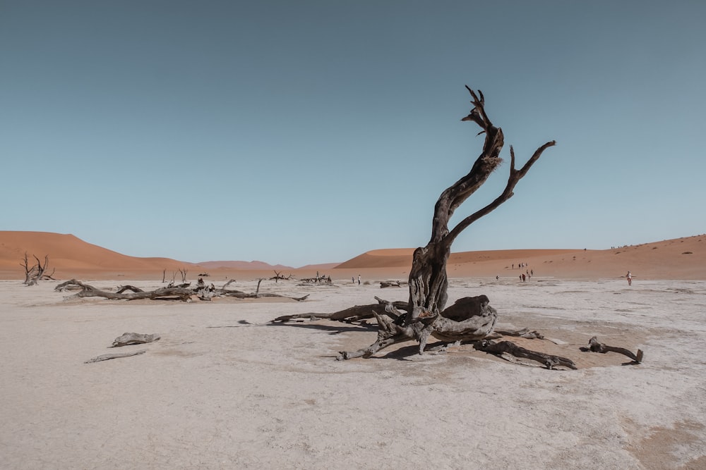 bare tree in the middle of desert