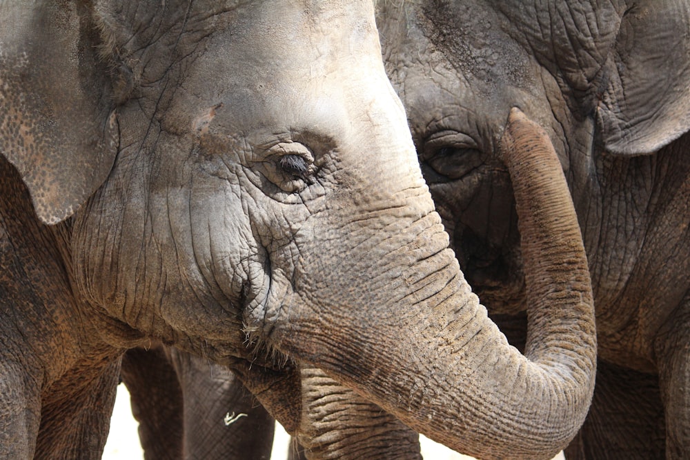 close-up photography of two gray elephants