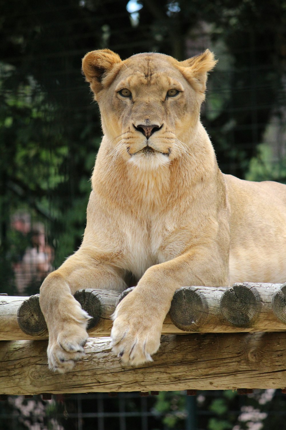 lioness reclining on wood