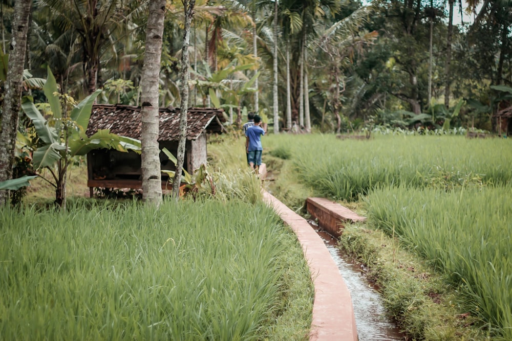 person walking on concrete path in between rice crops during daytime