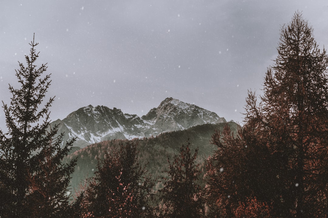 Spruce-fir forest photo spot Zillertal Alps Braies