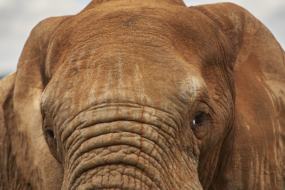 closeup photo of brown elephant