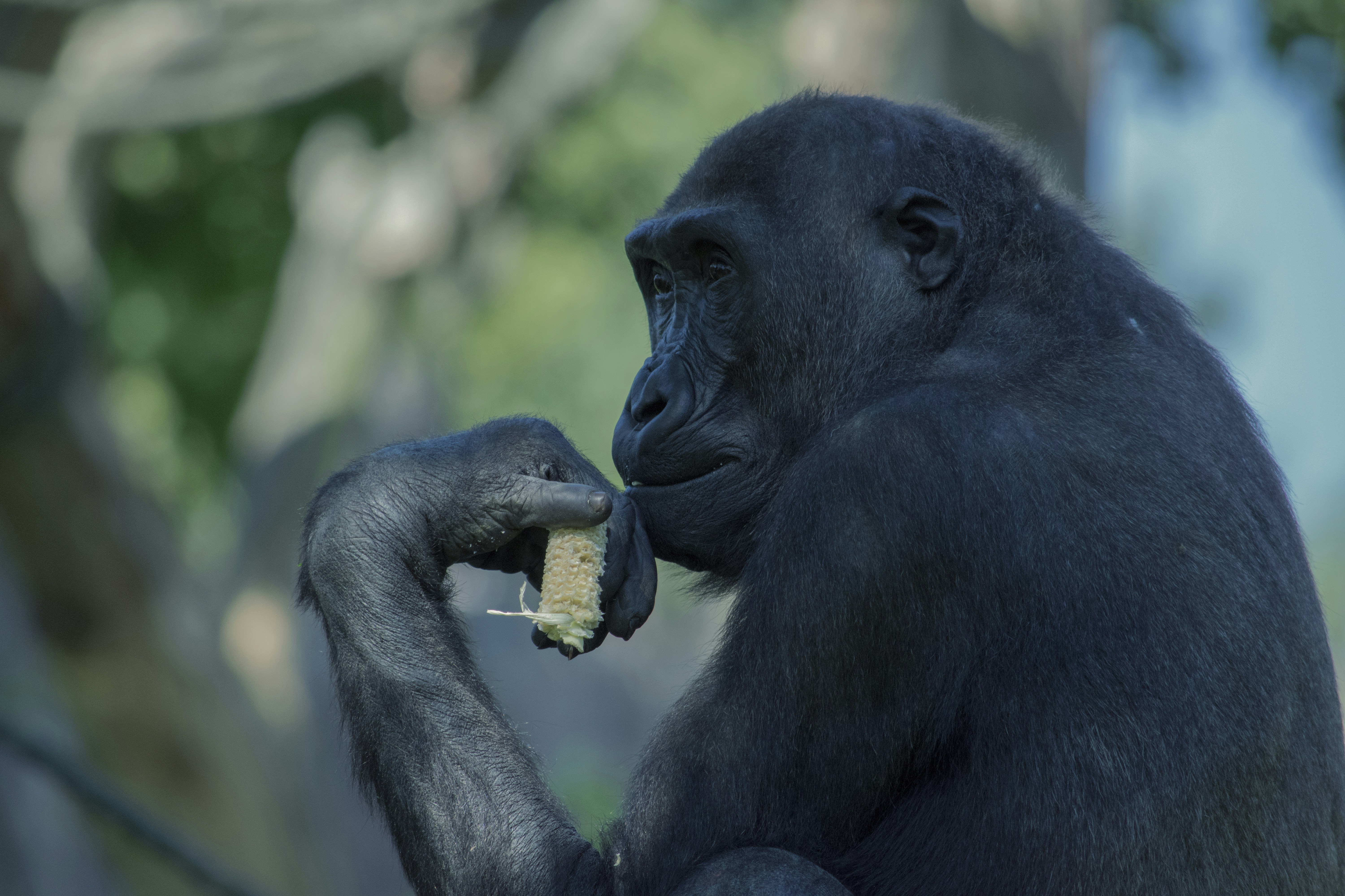 A gorilla is holding a green object in its hand with a contemplative expression. The gorilla