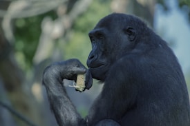 A gorilla is holding a green object in its hand with a contemplative expression. The gorilla's fur is dark, and the background is blurred greenery, suggesting a natural habitat.