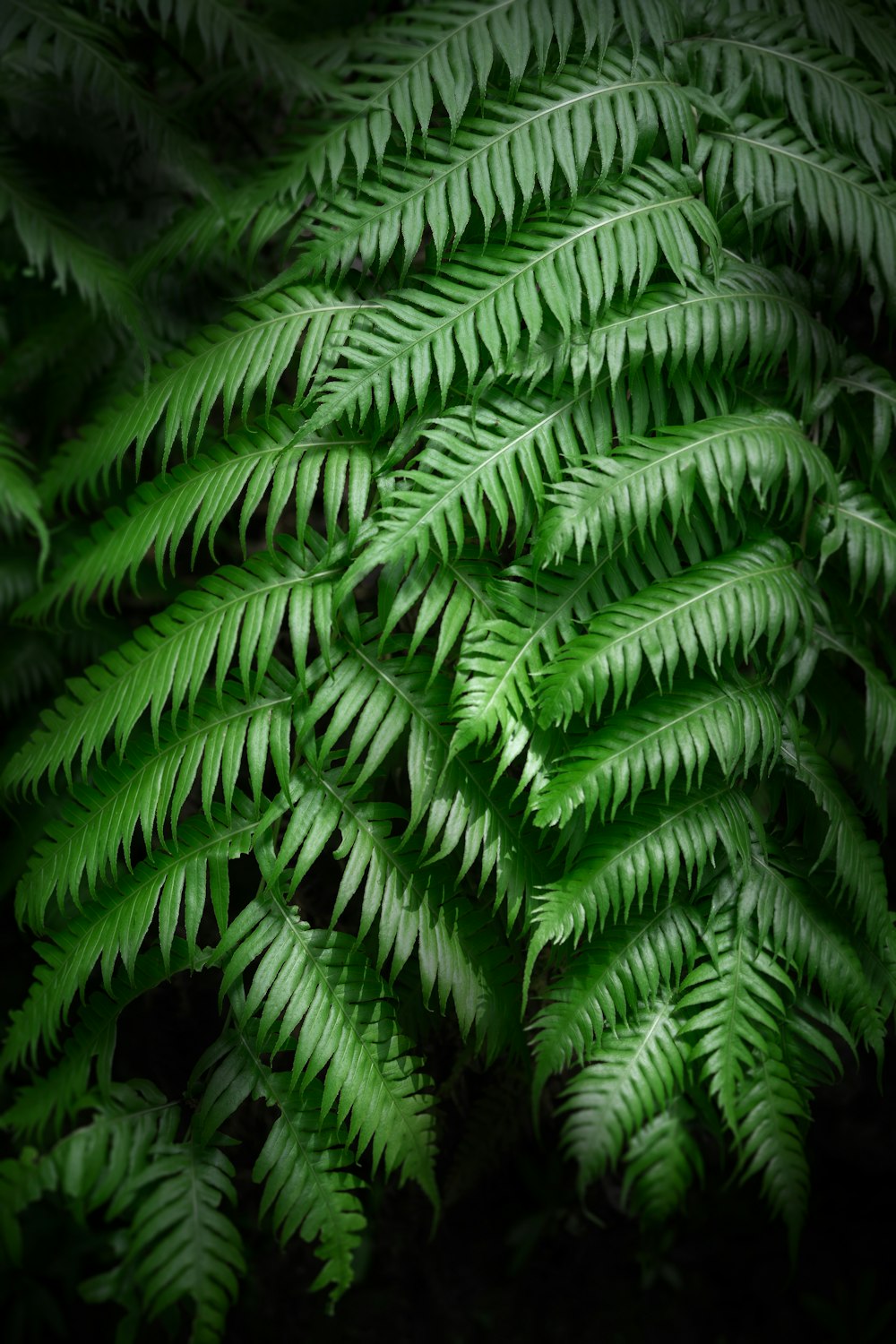 green bipinnate leaf plant