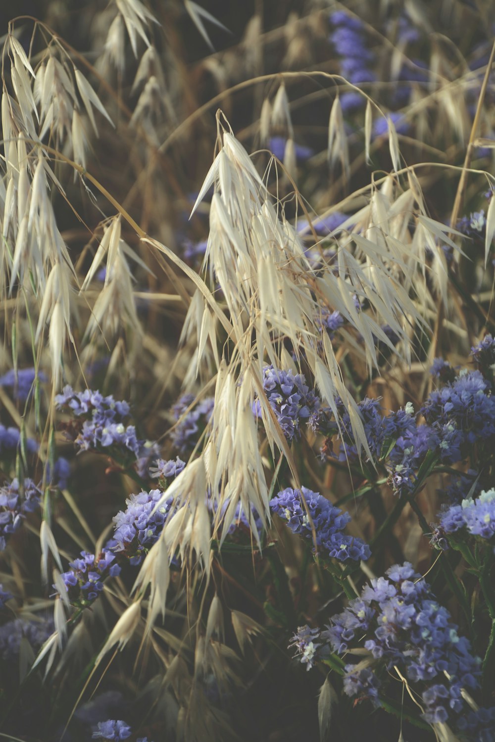 flores de pétalos púrpuras