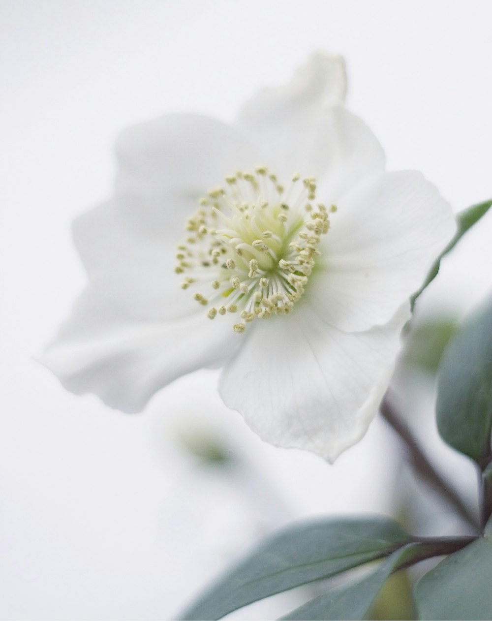 weiße Blütenblätter