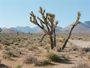 Värmerekord i Death Valley - och det är delvis ditt fel