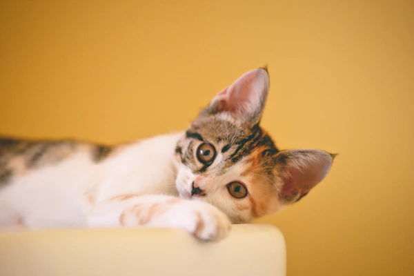 A kitten stares at the camera in front of a yellow wall