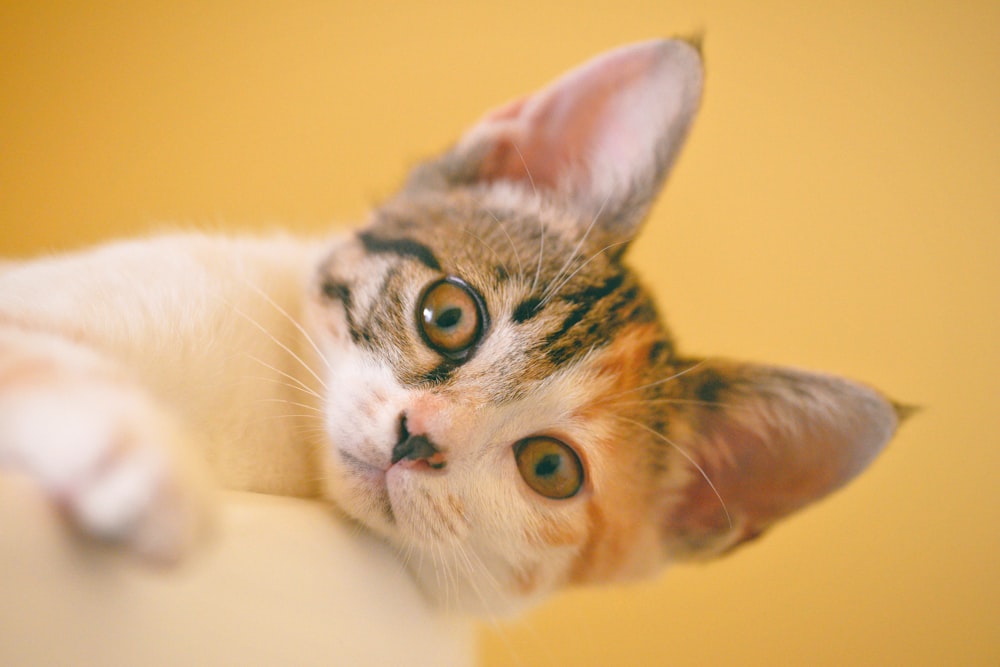 tricolor cat lying