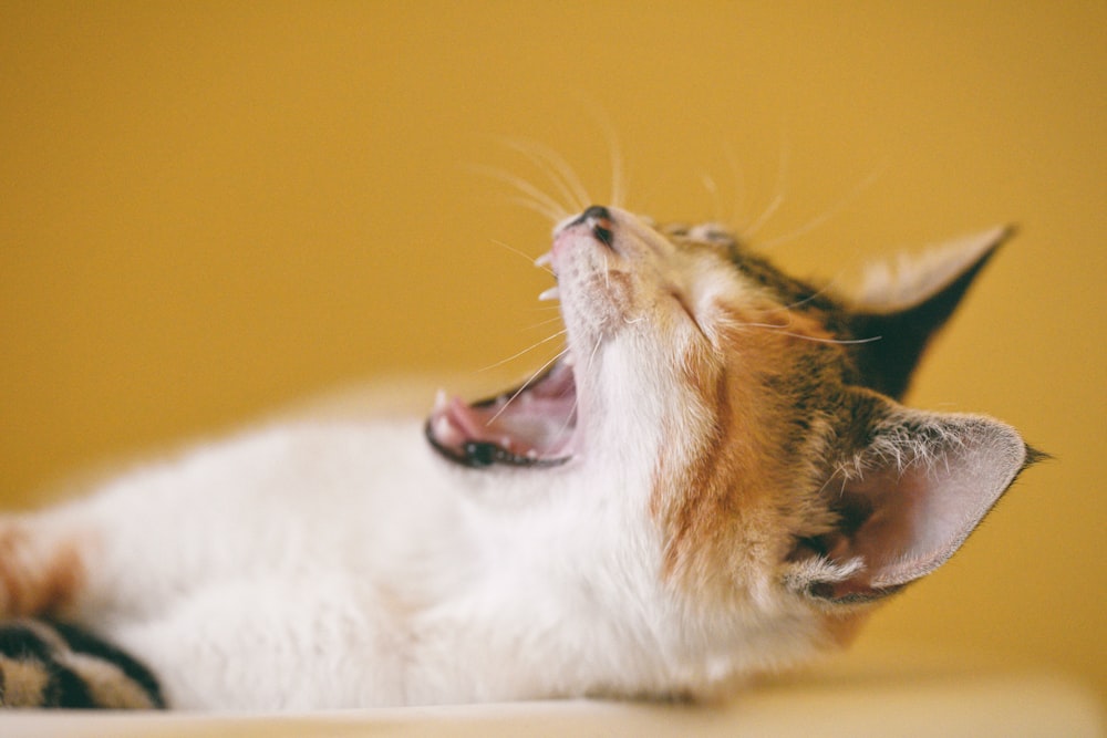 short-fur calico yawning cat on white surface
