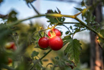 selective focus photo of red cherry tomatoes