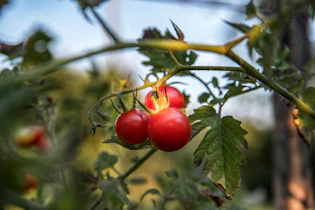 selective focus photo of red cherry tomatoes