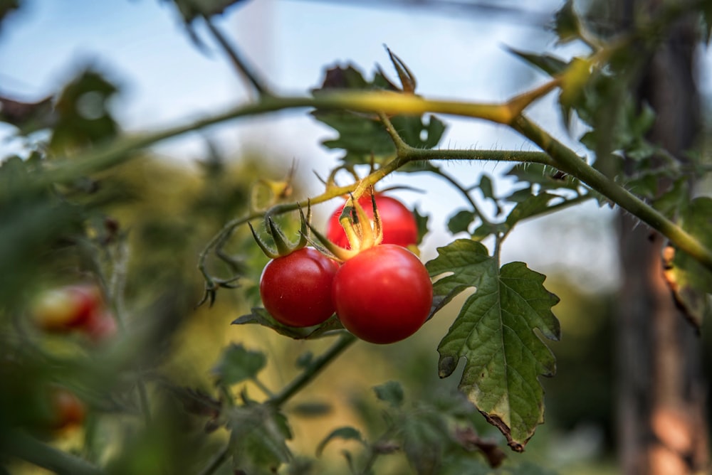 foto a fuoco selettiva di pomodorini rossi