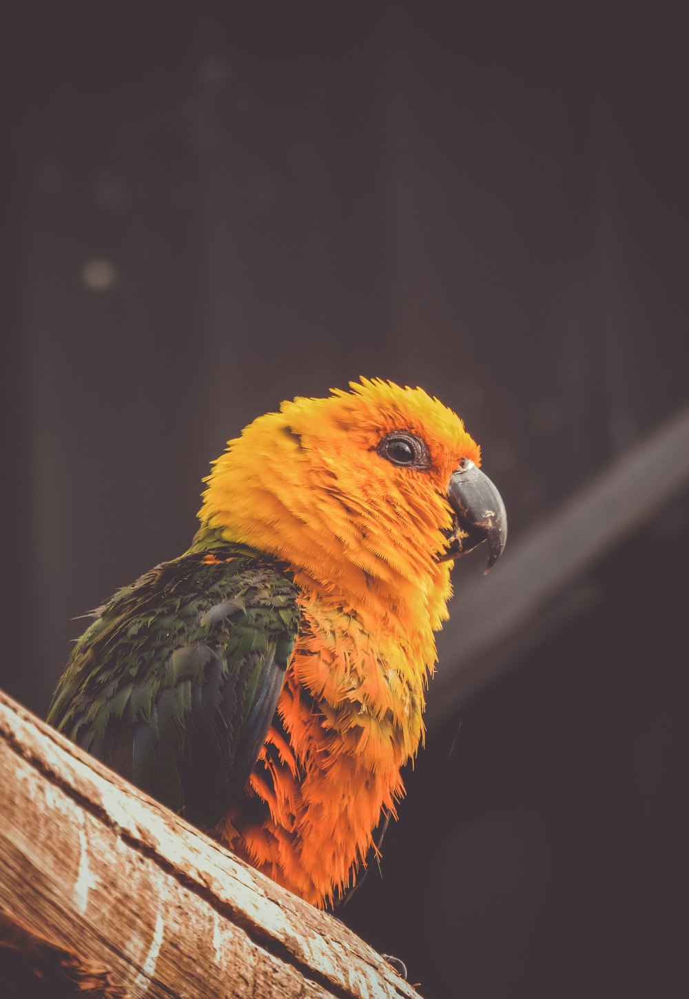 orangefarbener und grüner Vogelbarsch auf braunem Ast Nahaufnahme