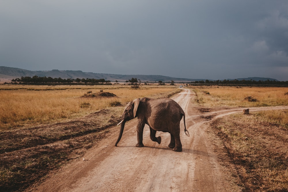 brown elephant on road at daytime