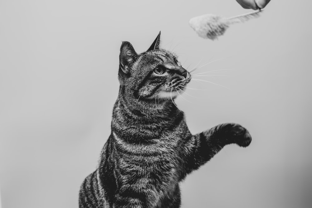 Graustufenfotografie der getigerten Katze