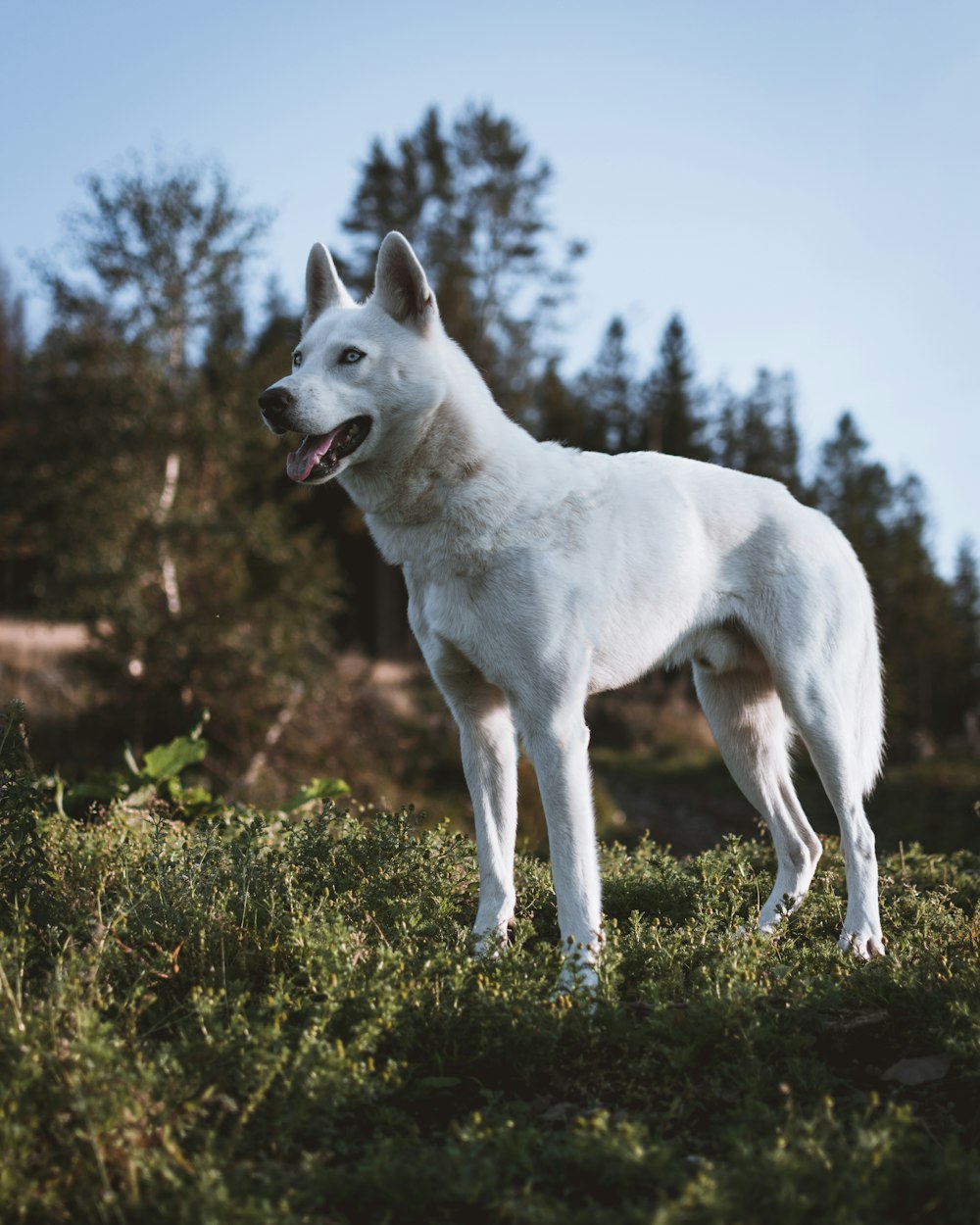chien blanc sur la photographie en gros plan de champ vert