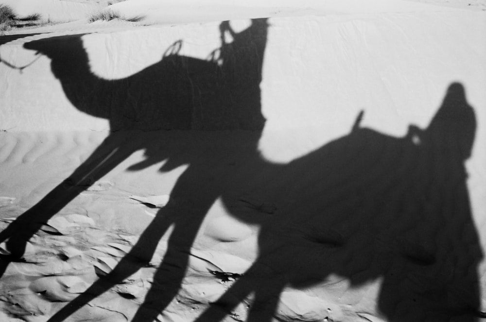 낮 동안 사막에 서 있는 낙타의 실루엣