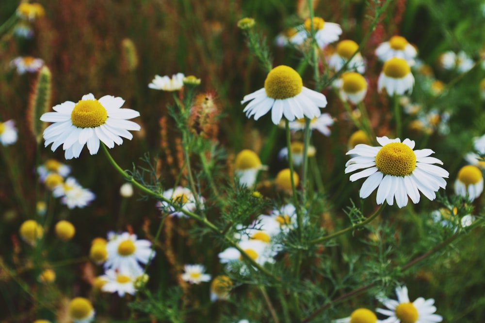 white flowering plant